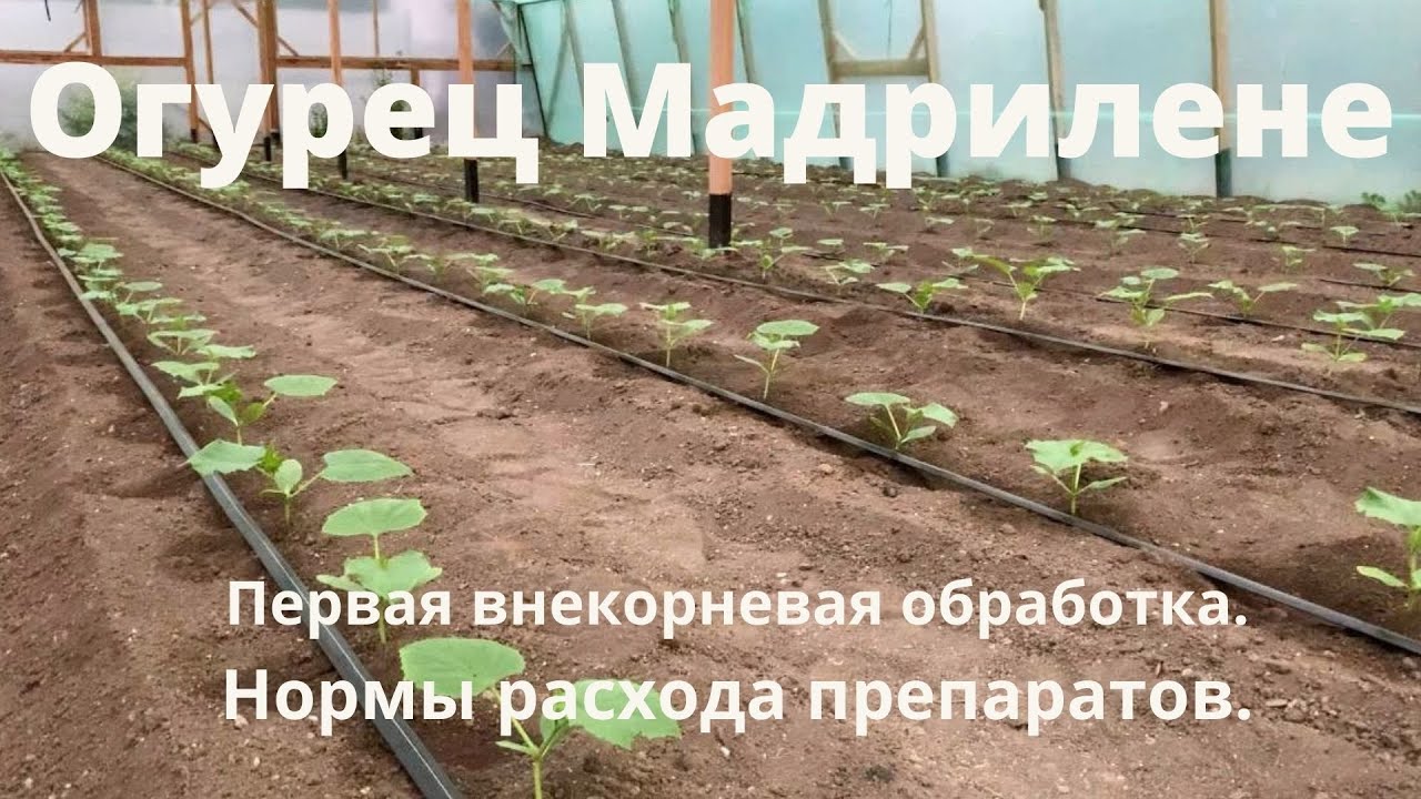 Огурец Мадрилене. Технология выращивания. Часть 2. Первая внекорневая обработка. Препараты и нормы.