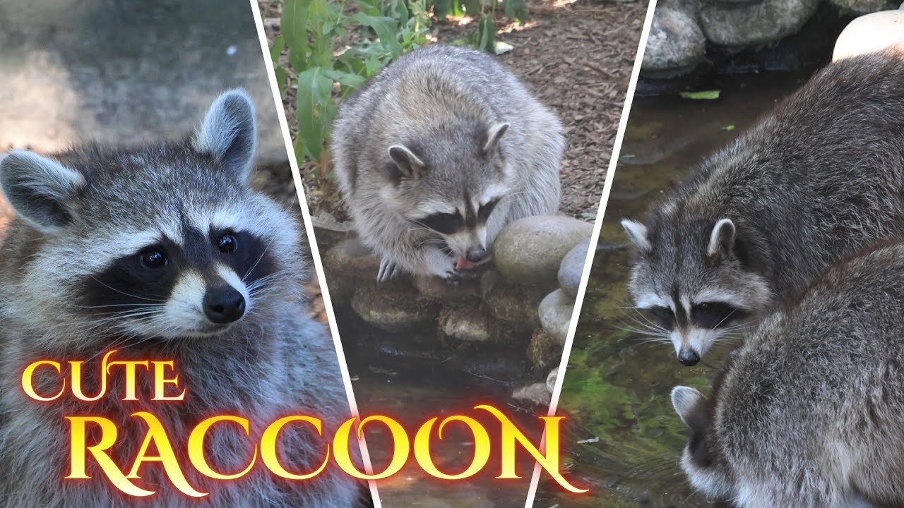 Raccoon | Amazing Animals😍 - YouTube