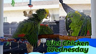 Amazon parrot shower - wet chicken wednesday! country song