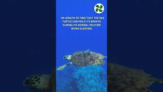 How Long Can Sea Turtles Hold Their Breath 🐢🐢 #education #turtle #shorts