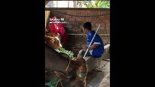Mau ke mekah 🤲🏻 #cow #sapigemuk #sapipedaging #farming