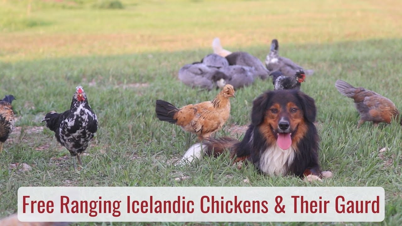 Free Ranging Icelandic Chickens & How They're Doing Life in a Tiny House called Fy Nyth YouTube
