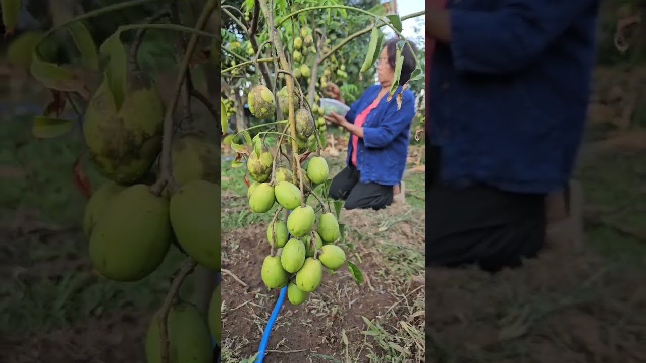 harvesting hog plum 🫒