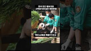 한국 판다 할부지들의 사육방식에 놀란 해외 팬들 반응 #동물 #panda