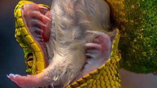 LARGEST SNAKE TEETH ON A NON-VENOMOUS SNAKE!! | BRIAN BARCZYK