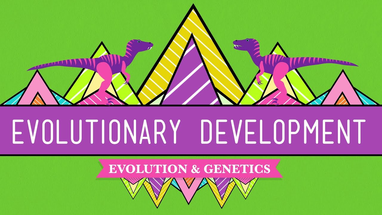 Evolutionary Development: Chicken Teeth - Crash Course Biology #17