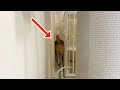 チワワさん、後ろにいる飼い主に気づかずイタズラ中w