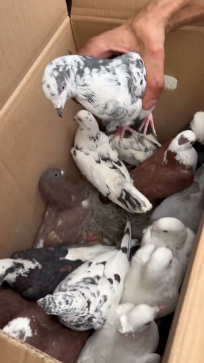 طيور اصليات الواحد بلف دينار عراقي شنو هاي يم كاربي#لايك_اشتراك #اكسبلور #بغداد