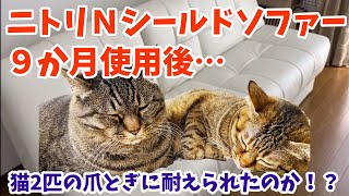 ニトリ合皮ソファーNシールド　猫2匹が9ヶ月使用してみた