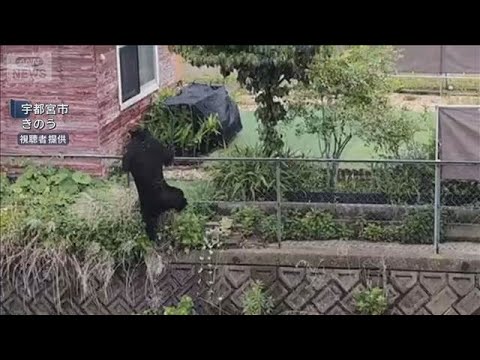 クマ被害相次ぐ - YouTube