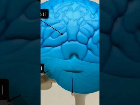 ماهو المخيخ