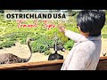 Things You Need to Know Before You Visit Ostrichland USA | Travel Tips and Tricks