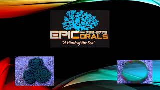 epic corals ppt123