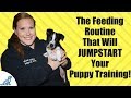 Your Puppy Feeding Routine - The Puppy Training Routine That Dog Trainers Have Your Puppy Feeding Routine - The Puppy Training Routine That Dog Trainers Have