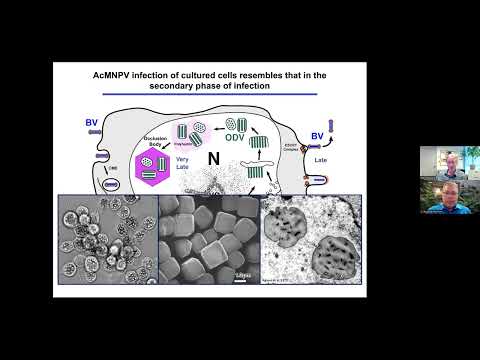 “Studying insects and their viruses to fight plant pests and prevent human diseases” - Gary Blissard