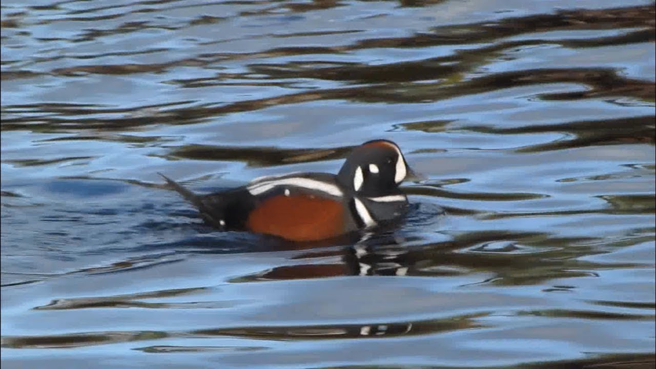 Harlequin Duck / Каменушка / Histrionicus histrionicus