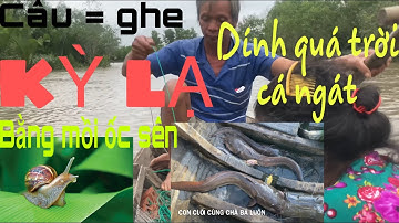 Câu cá NGÁT bằng mồi CÒNG và ốc sên rất lạ