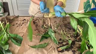 Как рассадить Спатифиллум и получить новые растения