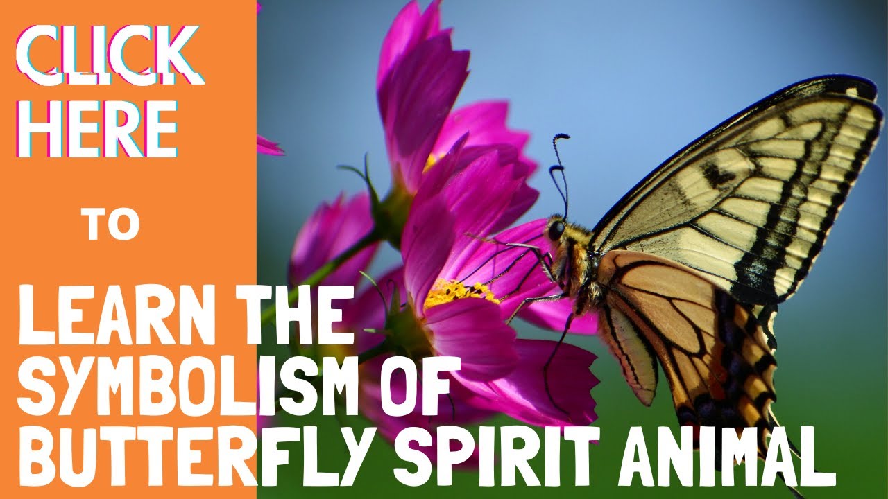 Butterfly symbolism and meanings butterflies are spiritual messengers