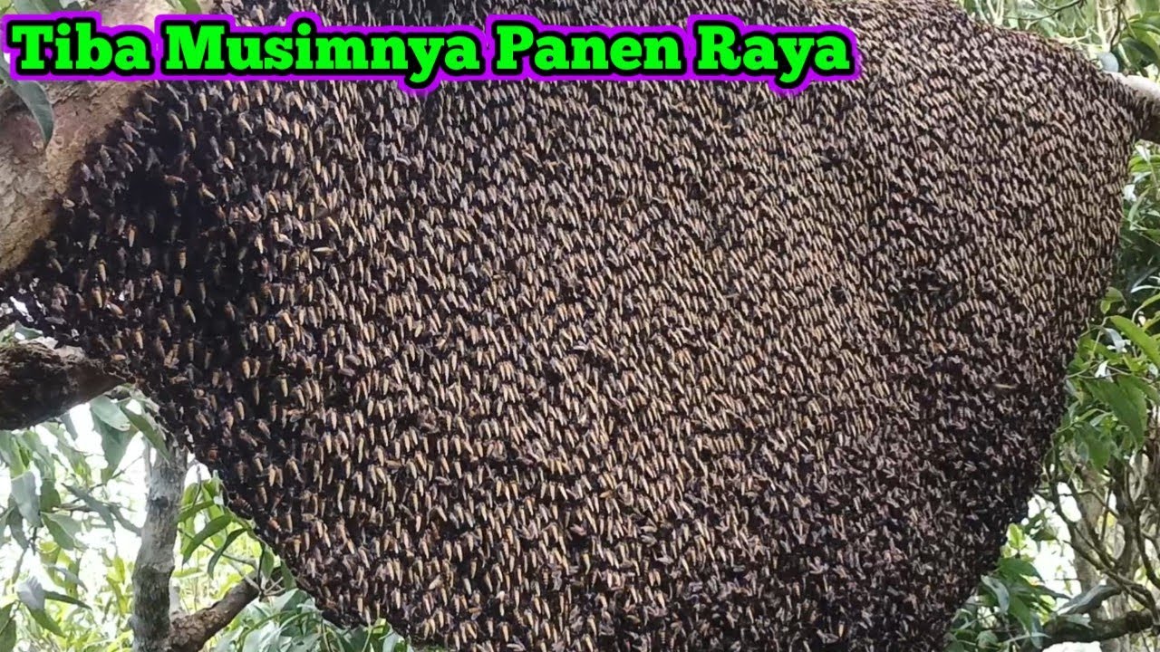 Panen Raya Telah Tiba Setiap Sarang Madunya Luar Biasa #bee #honey #panenmaduhutan #lebah #trending 