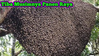 Download Lagu Panen Raya Telah Tiba Setiap Sarang Madunya Luar Biasa #bee #honey #panenmaduhutan #lebah #trending MP3 Download Lagu Panen Raya Telah Tiba Setiap Sarang Madunya Luar Biasa #bee #honey #panenmaduhutan #lebah #trending MP3