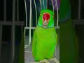 mithu voice talking parrot