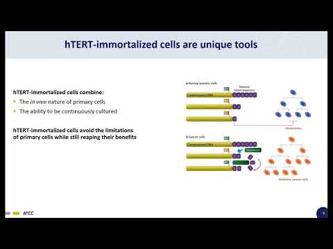 Video: Hva er en udødeliggjort cellelinje?