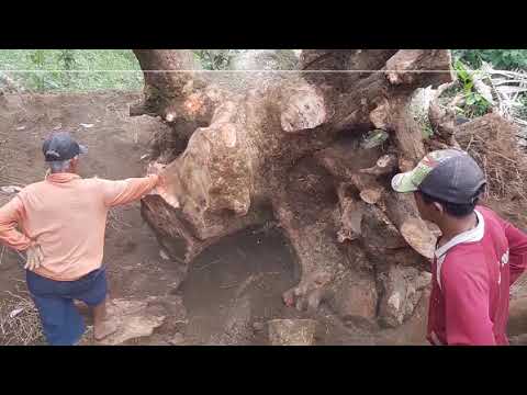 Video: Cork Oak (28 Foto): Mengapa Mengumpulkan Kulit Kayu? Adakah Pokok Mati Setelah Mengeluarkan Kulit Kayu? Di Mana Ia Tumbuh Di Rusia Dan Bagaimana Ia Digunakan?