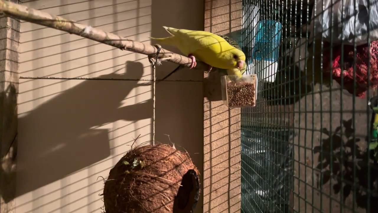 Budgie Singin Mating and Eating Food 