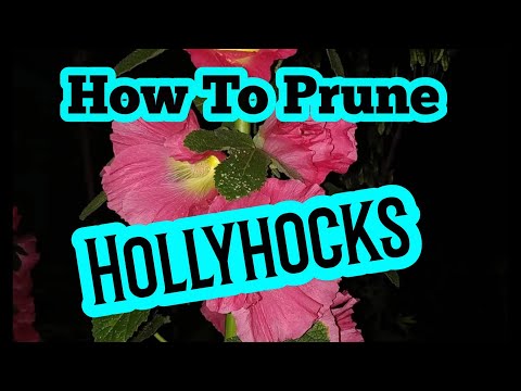 How to prune hollyhocks