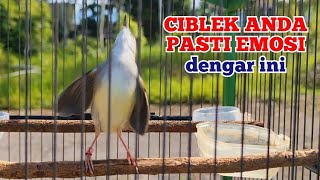 burung ciblek semi gacor ini ampuh bikin ciblek anda emosi, memancing ciblek bisu agar buka paruh