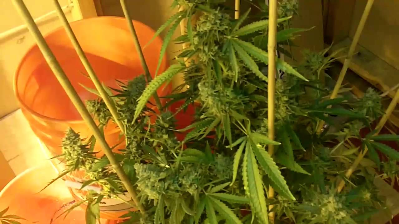 Critical Sensi Star Harvest