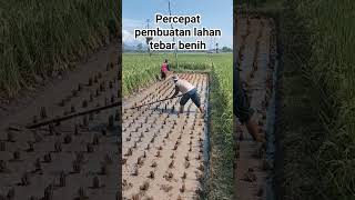 BEGINI emang lebih cepat #petani #padi #petani