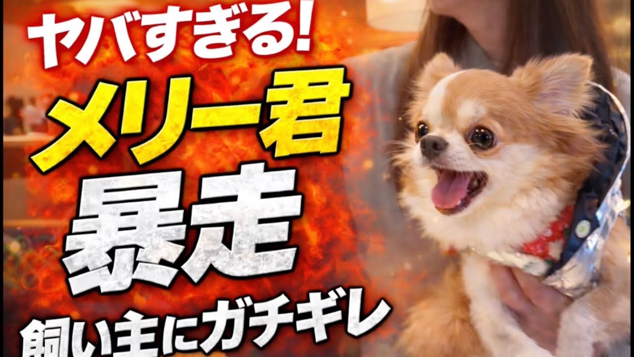 【閲覧注意】こんな所も大好きなんです‥【完全に舐められてる🐶】　　　　#animals dog #chiwawa #animals #お台場 #お台場海浜公園 