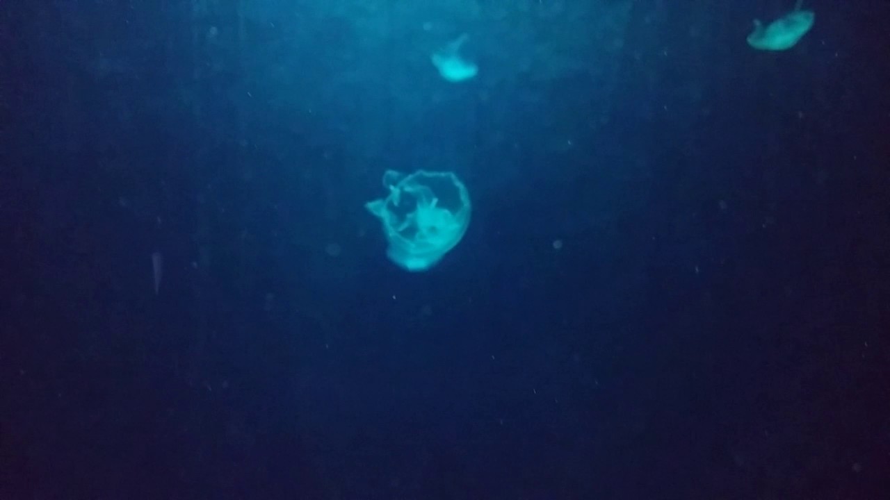 Medusas - Sealife - Porto