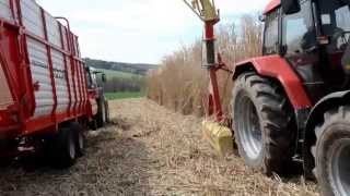 Miscanthus (Elefantengras) Ernte 2013