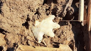 Artifact & Arrowhead Hunting Indiana ( KILLA LECROY & FOSSIL EFFIGIES 🙄 )