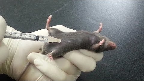 How to do the Intraperitoneal injection to mice🐁| IP injection
