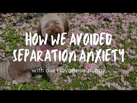 How we avoided SEPARATION ANXIETY with our Havanese puppy