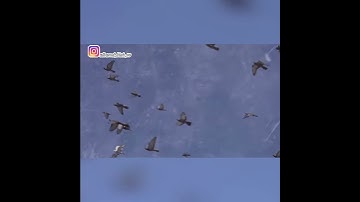 آيات من القرآن الكريم