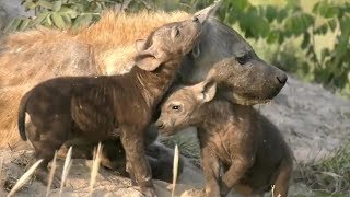 SafariLive Feb 12 -Two cubs for Hyena June! Too cute!