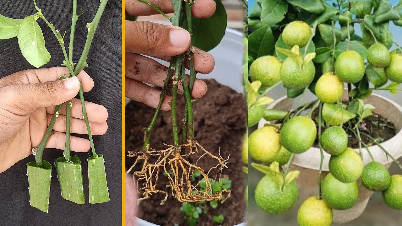 Watch Your Lemons Grow: Easy Steps to Propagate Lemon Trees from ...