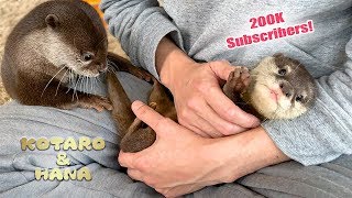 200K SUB SPECIAL! Otter Kotaro&Hana 'When We First Met'