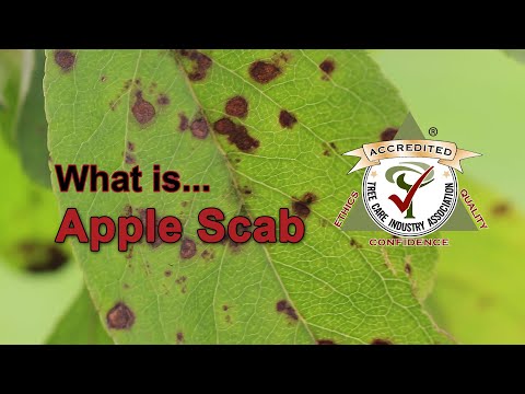 Video: Apple scab Տեղեկություն. Ինչպիսի՞ն է խնձորի քոսը և ինչպես բուժել
