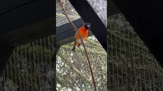 Red Siskin Male Singing  Bird Sounds  Aviary Birds