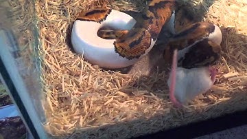 My Royal Python eating a mouse slow motion