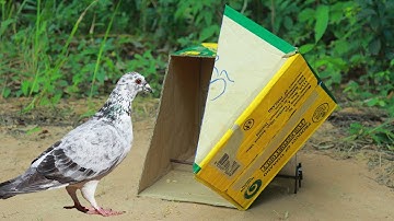 The New Method Bird Trap Using Cardboard Box - Easy Quick Bird Trap