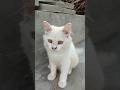 Most Beautiful cat #kitten #kitty #cat #cats #catslovers