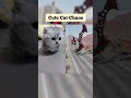 Cute Cat Chaos #usa #funnucats #satisfyingvideo