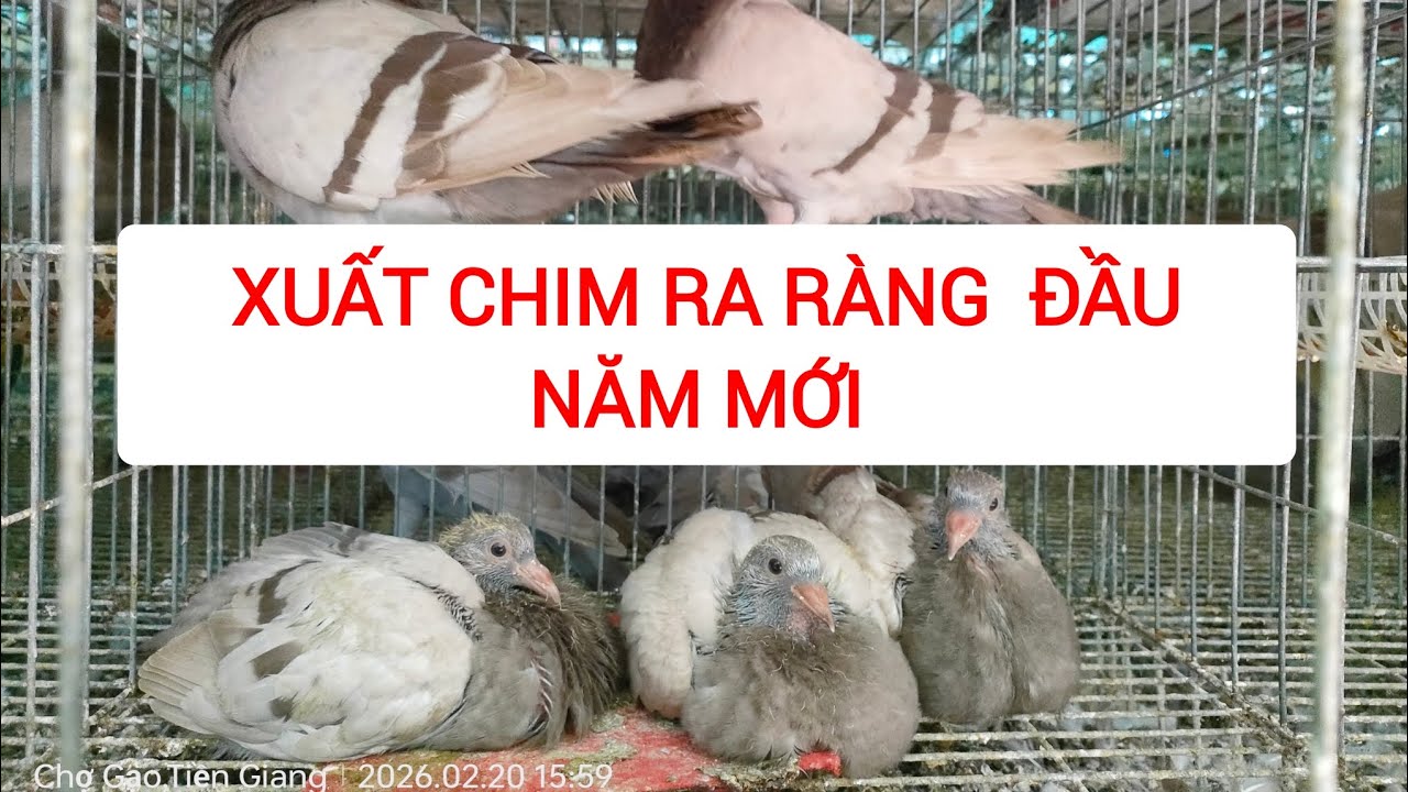 CHUẨN BỊ XUẤT CHIM BỒ CÂU RA RÀNG ĐẦU NĂM MỚI | TRẠI BỒ CÂU TITAN ÚT HUỆ - CHỢ GẠO, TIỀN GIANG